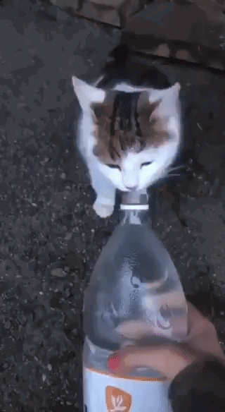 cat drinking water from water bottle and getting splashed